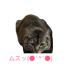 犬猫大好き（個別スタンプ：1）