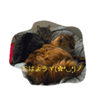 犬猫大好き（個別スタンプ：2）