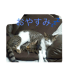 犬猫大好き（個別スタンプ：4）