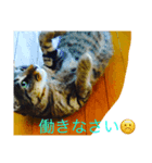 犬猫大好き（個別スタンプ：5）