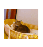 犬猫大好き（個別スタンプ：7）
