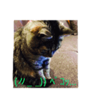 犬猫大好き（個別スタンプ：8）