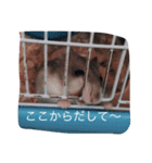 可愛いハムスターセントくん（個別スタンプ：1）