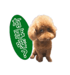 happy M dog（個別スタンプ：11）