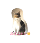 ゴロにゃんズのあいさつ（個別スタンプ：1）