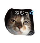 ゴロにゃんズのあいさつ（個別スタンプ：2）