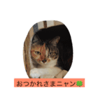 ゴロにゃんズのあいさつ（個別スタンプ：3）