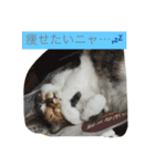 ゴロにゃんズのあいさつ（個別スタンプ：5）
