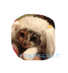 ゴロにゃんズのあいさつ（個別スタンプ：6）