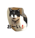ゴロにゃんズのあいさつ（個別スタンプ：9）