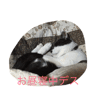 ゴロにゃんズのあいさつ（個別スタンプ：10）