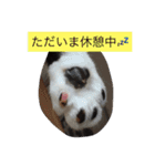 ゴロにゃんズのあいさつ（個別スタンプ：12）