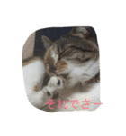 ゴロにゃんズのあいさつ（個別スタンプ：13）
