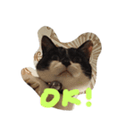 ゴロにゃんズのあいさつ（個別スタンプ：16）