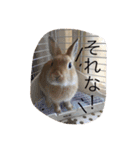 うさぎのモカちゃん（個別スタンプ：20）