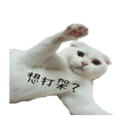 White cats family（個別スタンプ：2）