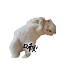 White cats family（個別スタンプ：7）