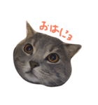ginjiroooooo FACE（個別スタンプ：6）