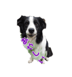 Border Collie  TENTEN（個別スタンプ：22）