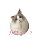 リリィと一緒（個別スタンプ：2）