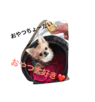 チワワのケイリー（個別スタンプ：10）