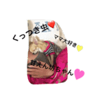 チワワのケイリー（個別スタンプ：11）