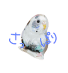 ペンちゃんのスタンプ（個別スタンプ：1）