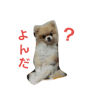 マロン日記（個別スタンプ：2）