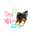 松本家のチワワ達①（個別スタンプ：10）