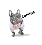 Bonsoir！ Black French Bulldog（個別スタンプ：1）