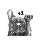 Bonsoir！ Black French Bulldog（個別スタンプ：2）