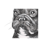Bonsoir！ Black French Bulldog（個別スタンプ：4）