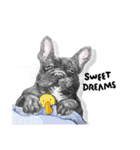 Bonsoir！ Black French Bulldog（個別スタンプ：6）