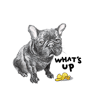 Bonsoir！ Black French Bulldog（個別スタンプ：11）