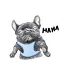 Bonsoir！ Black French Bulldog（個別スタンプ：13）