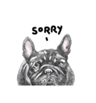 Bonsoir！ Black French Bulldog（個別スタンプ：15）