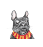 Bonsoir！ Black French Bulldog（個別スタンプ：16）
