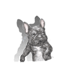Bonsoir！ Black French Bulldog（個別スタンプ：23）