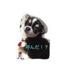 チワワの可愛いスタンプ（個別スタンプ：2）