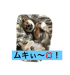 胡麻柴つくし げんげん元気（個別スタンプ：7）