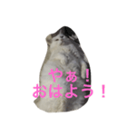 我が家の大ちゃん（個別スタンプ：8）