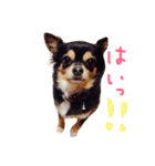 chihuahua-rin1（個別スタンプ：39）