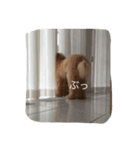 愛犬ラブリのスタンプ（個別スタンプ：2）