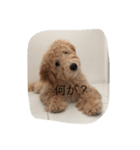 愛犬ラブリのスタンプ（個別スタンプ：5）