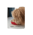 愛犬ラブリのスタンプ（個別スタンプ：8）