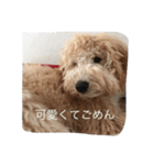 愛犬ラブリのスタンプ（個別スタンプ：9）