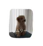 愛犬ラブリのスタンプ（個別スタンプ：11）