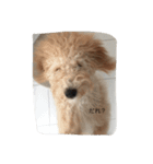 愛犬ラブリのスタンプ（個別スタンプ：12）