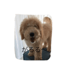 愛犬ラブリのスタンプ（個別スタンプ：13）