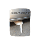 愛犬ラブリのスタンプ（個別スタンプ：16）